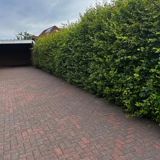 ungeschnittene Hecke